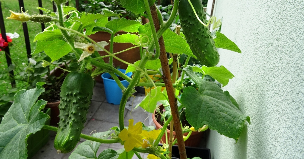 faire pousser des concombre sur son balcon