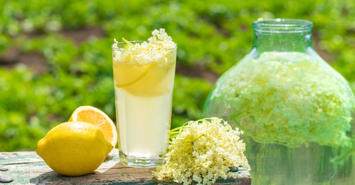limonade de sureau