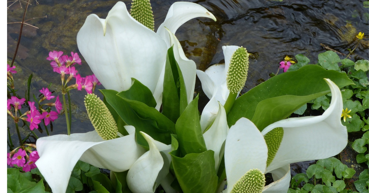 lysichiton blanc
