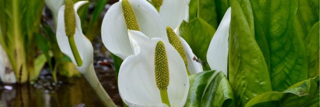 Le lysichiton blanc, encore vendu comme plante ornementale, inquiète les spécialistes des zones humides en Alsace.