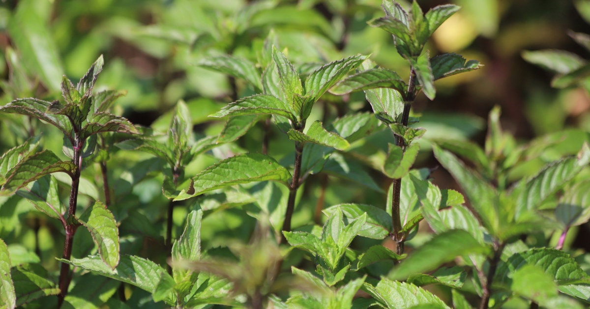 La menthe citron