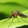À quoi servent les moustiques dans la nature ? À quoi servent les moustiques dans la nature ?