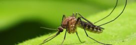 À quoi servent les moustiques dans la nature ?