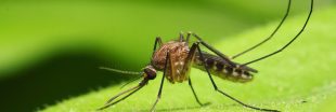 À quoi servent les moustiques dans la nature ?