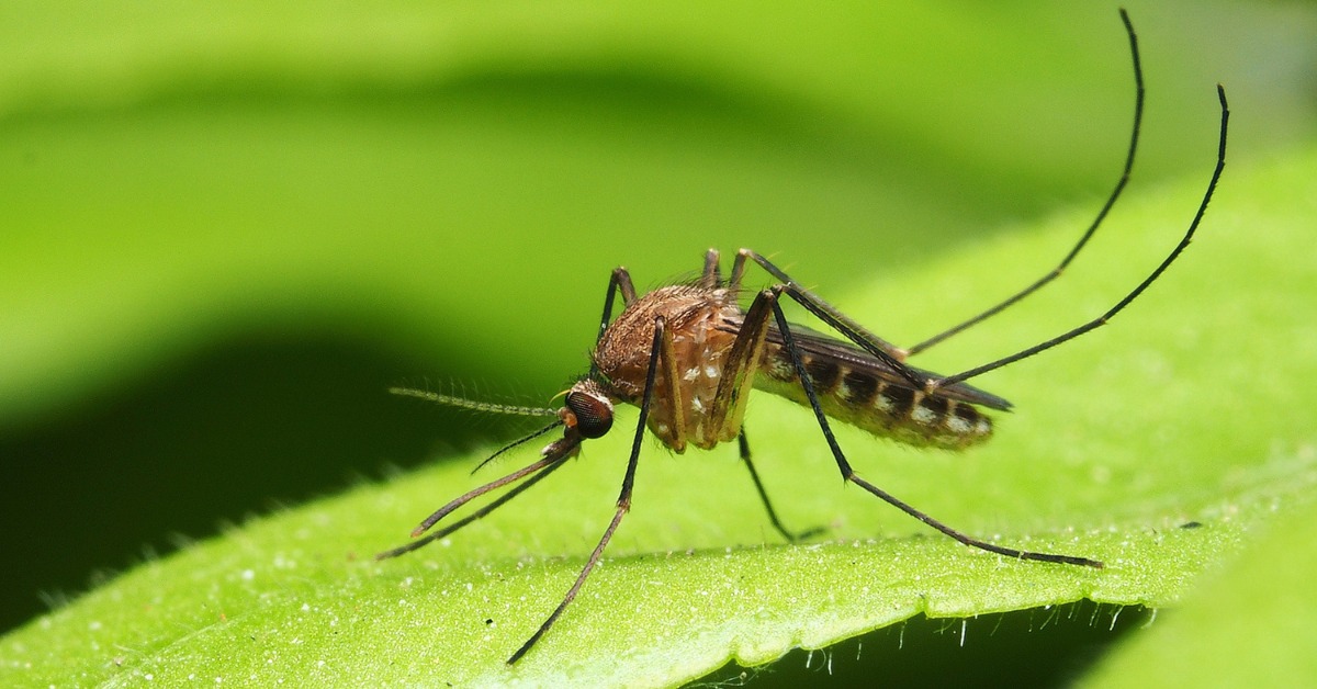 À quoi servent les moustiques dans la nature ?