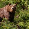 Ours bruns : cinq États demandent d'assouplir leur protection dans l'Union européenne Ours bruns : cinq États demandent d'assouplir leur protection dans l'Union européenne
