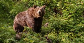 Ours bruns : cinq États demandent d’assouplir leur protection dans l’Union européenne Ours bruns : cinq États demandent d’assouplir leur protection dans l’Union européenne