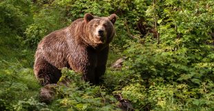 Ours bruns : cinq États demandent d'assouplir leur protection dans l'Union européenne Ours bruns : cinq États demandent d'assouplir leur protection dans l'Union européenne