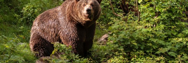 ours bruns