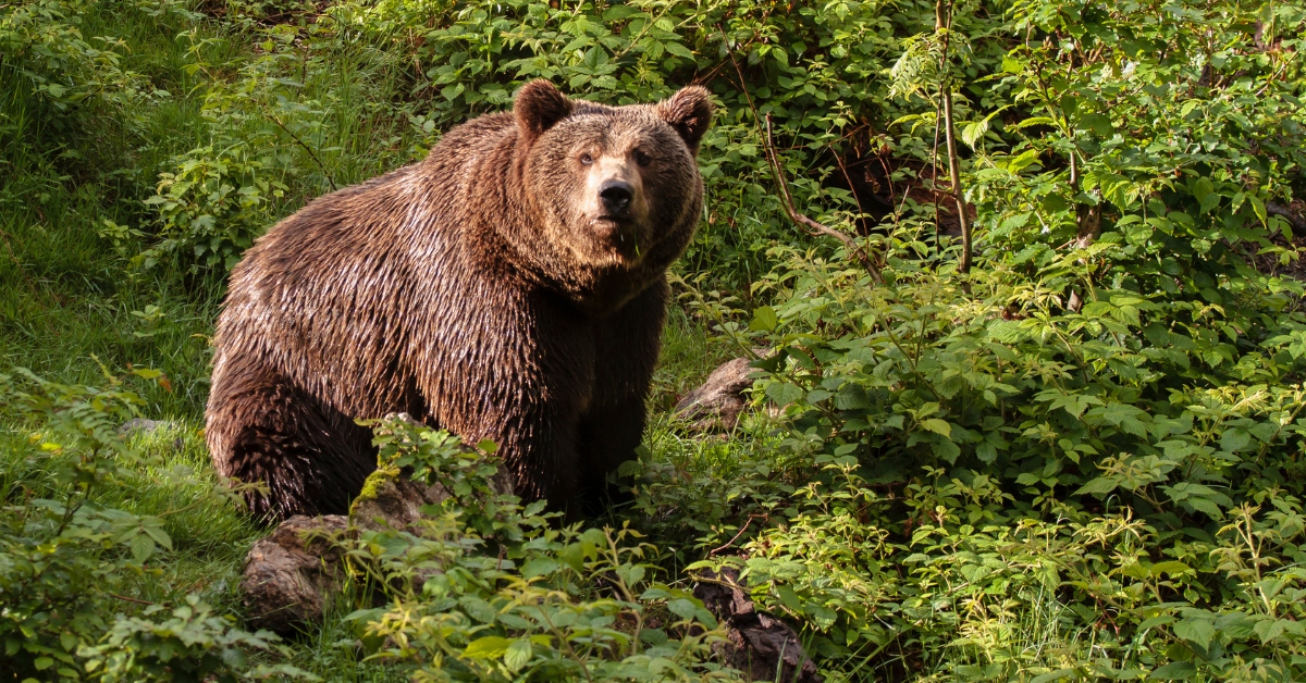 Ours bruns : cinq États demandent d'assouplir leur protection dans l'Union européenne Ours bruns : cinq États demandent d'assouplir leur protection dans l'Union européenne