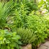 Les plantes citronnées au jardin : fraîcheur, parfum et biodiversité au naturel Les plantes citronnées au jardin : fraîcheur, parfum et biodiversité au naturel