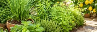 Les plantes citronnées au jardin : fraîcheur, parfum et biodiversité au naturel Les plantes citronnées au jardin : fraîcheur, parfum et biodiversité au naturel