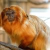 Tamarin lion doré : l'incroyable retour de Zlatka, ce singe volé à Beauval en 2015