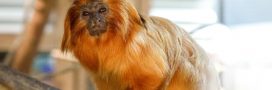 Tamarin lion doré : l'incroyable retour de Zlatka, ce singe volé à Beauval en 2015