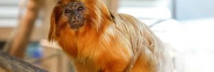 Tamarin lion doré : l'incroyable retour de Zlatka, ce singe volé à Beauval en 2015