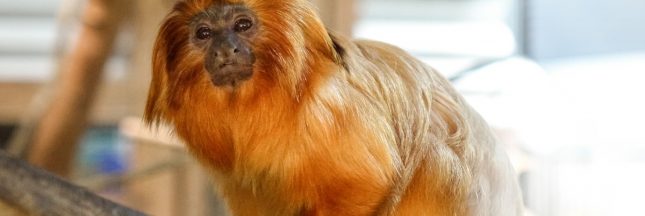 tamarin lion doré Beauval