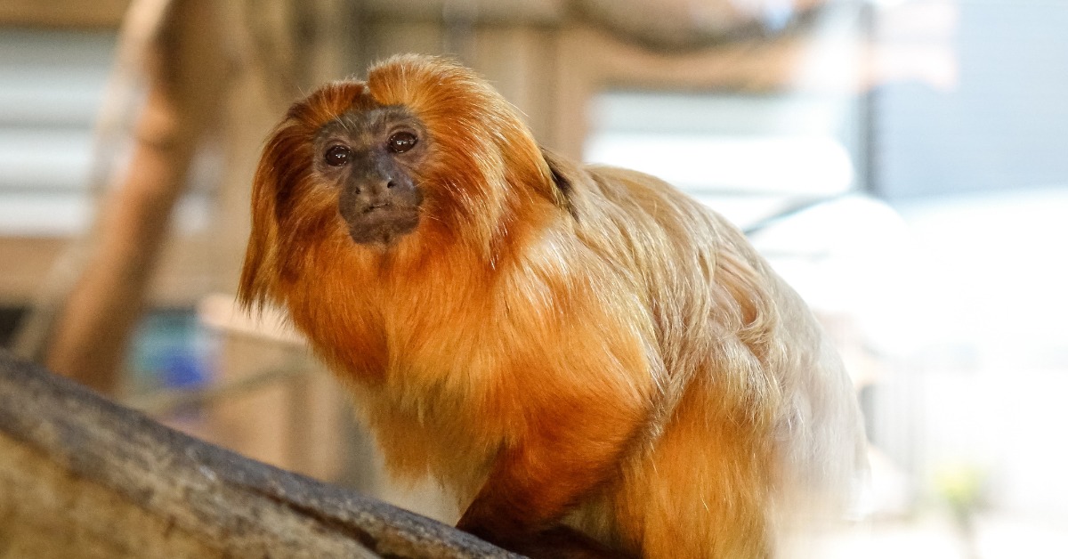 Tamarin lion doré : l'incroyable retour de Zlatka, ce singe volé à Beauval en 2015 Tamarin lion doré : l'incroyable retour de Zlatka, ce singe volé à Beauval en 2015