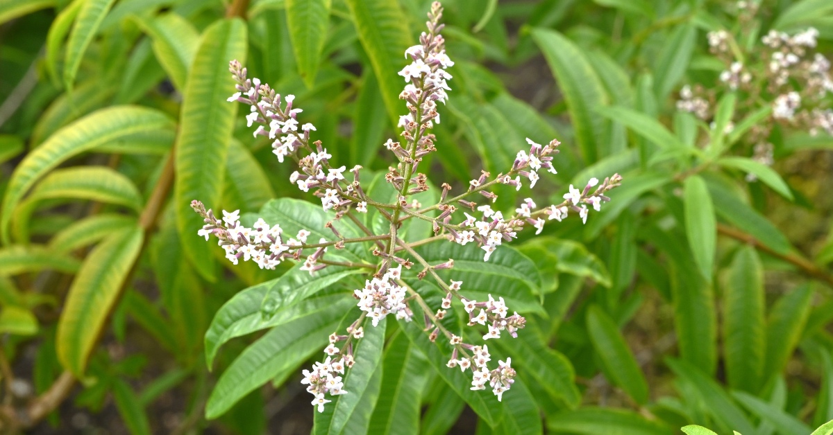 La verveine citronnelle