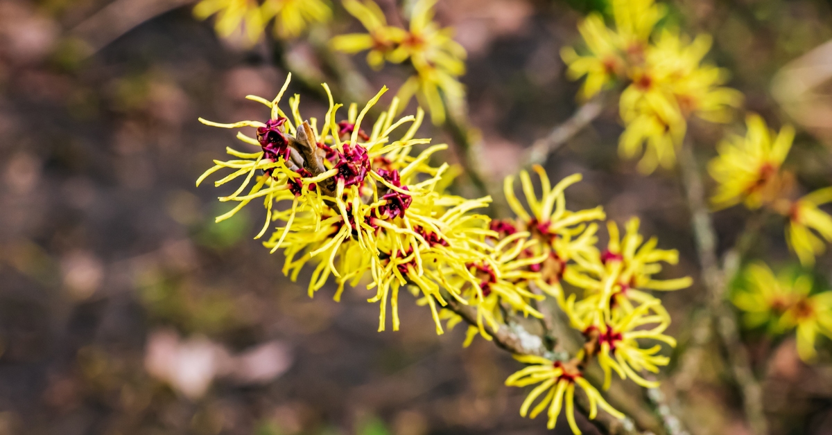 arbuste hamamelis en fleur