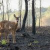 « Pas de fusils sur les cendres » : la pétition qui réclame un répit pour les animaux après les incendies « Pas de fusils sur les cendres » : la pétition qui réclame un répit pour les animaux après les incendies