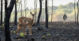 « Pas de fusils sur les cendres » : la pétition qui réclame un répit pour les animaux après les incendies « Pas de fusils sur les cendres » : la pétition qui réclame un répit pour les animaux après les incendies