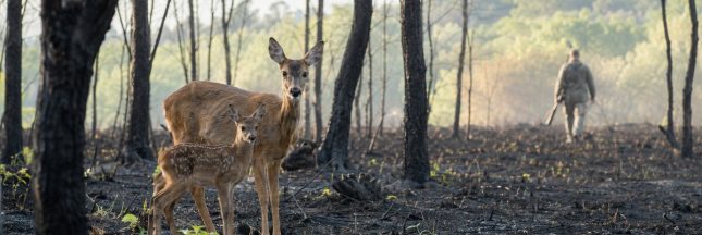 Une chevrette et son faon dans une forêt incendiée, tandis qu’un chasseur s’éloigne à l’arrière-plan.