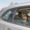Chien dans une voiture climatisée : ce qu'il faut savoir Chien dans une voiture climatisée : ce qu'il faut savoir
