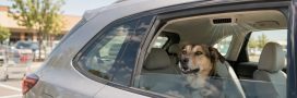 Chien dans une voiture climatisée : ce qu'il faut savoir Chien dans une voiture climatisée : ce qu'il faut savoir