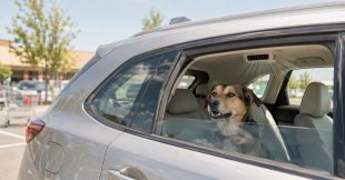 Chien dans une voiture climatisée : ce qu'il faut savoir Chien dans une voiture climatisée : ce qu'il faut savoir