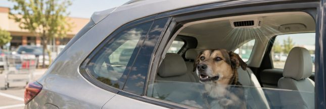 Chien seul dans une voiture climatisée stationnée au soleil sur le parking d’un magasin.