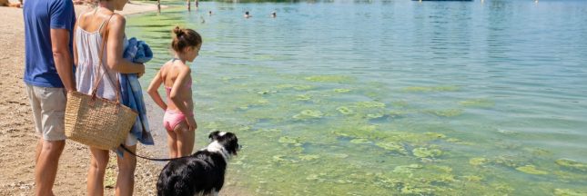 Cyanobactéries : pourquoi il faut se méfier de cette eau verte