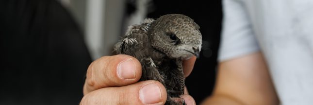 martinet noir, canicule, oiseaux