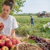 Pesticides : les dérogations sont-elles acceptables pour sauver certaines cultures ? Pesticides : les dérogations sont-elles acceptables pour sauver certaines cultures ?