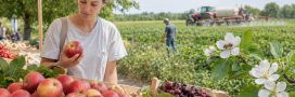 Pesticides : les dérogations sont-elles acceptables pour sauver certaines cultures ? Pesticides : les dérogations sont-elles acceptables pour sauver certaines cultures ?
