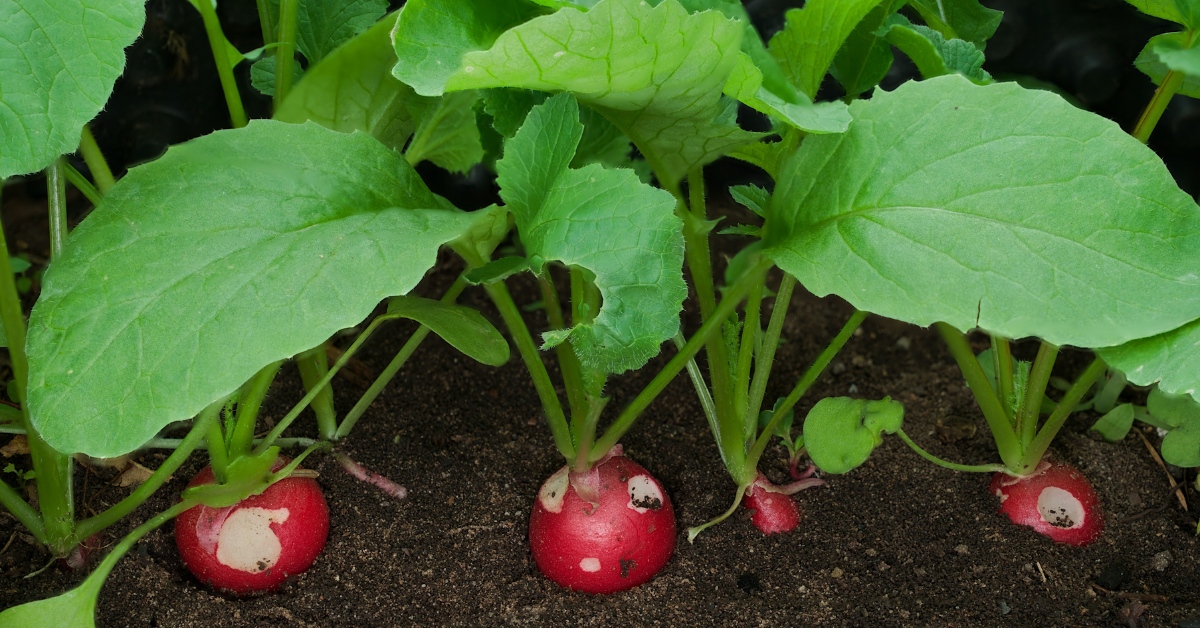 plantation de de radis