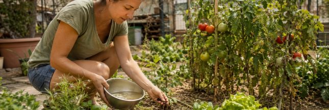 Moucherons, sécheresse : 3 remèdes naturels pour sauver le potager