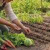 Votre potager n'a pas dit son dernier mot : 7 légumes à semer fin juillet Votre potager n'a pas dit son dernier mot : 7 légumes à semer fin juillet