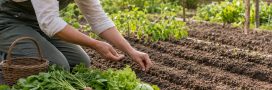 Votre potager n'a pas dit son dernier mot : 7 légumes à semer fin juillet Votre potager n'a pas dit son dernier mot : 7 légumes à semer fin juillet