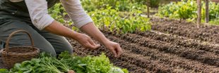 Votre potager n'a pas dit son dernier mot : 7 légumes à semer fin juillet Votre potager n'a pas dit son dernier mot : 7 légumes à semer fin juillet