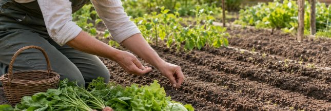 Une personne sème des légumes dans les sillons d’un potager à la fin du mois de juillet.