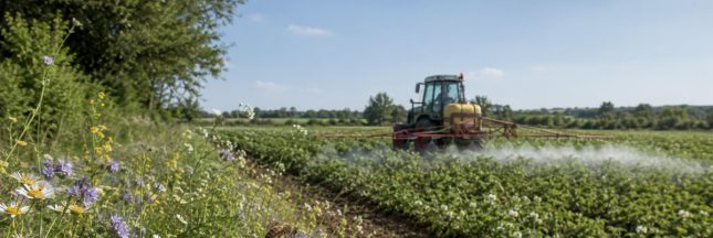 Un tracteur pulvérise un pesticide dans un champ, à proximité d’une abeille butinant des fleurs sauvages.