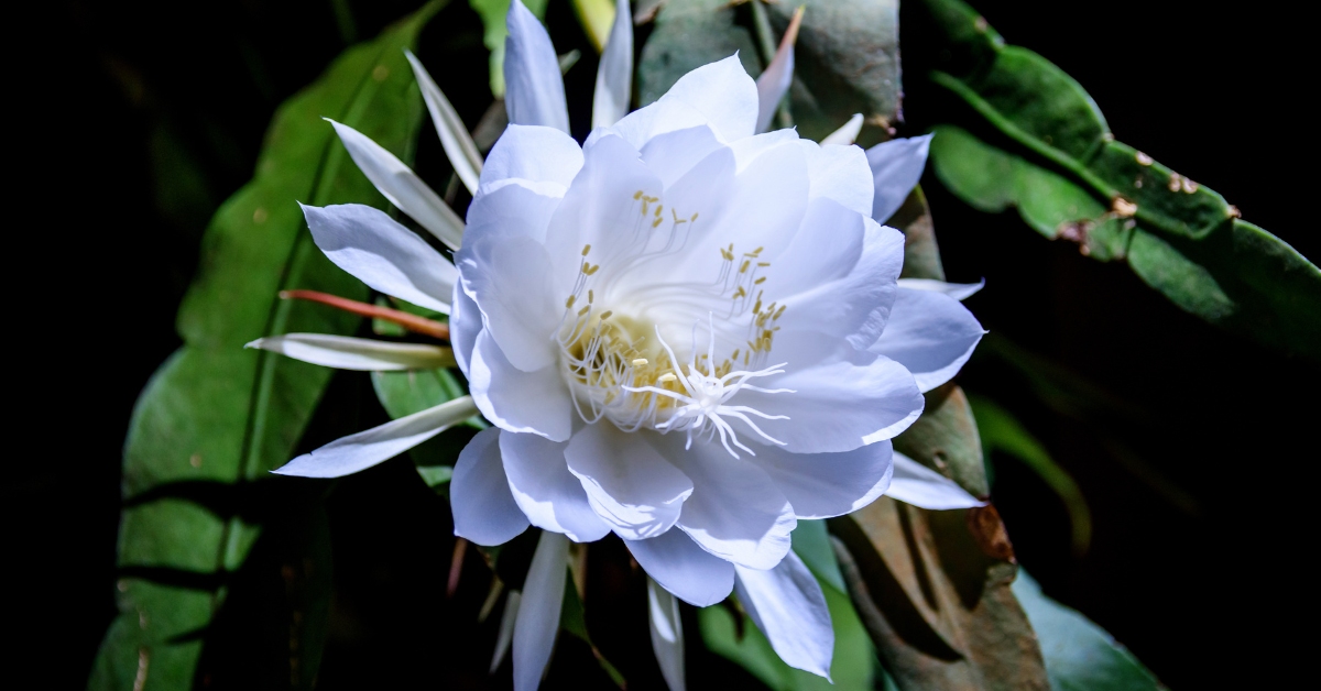Epiphyllum oxypetalum