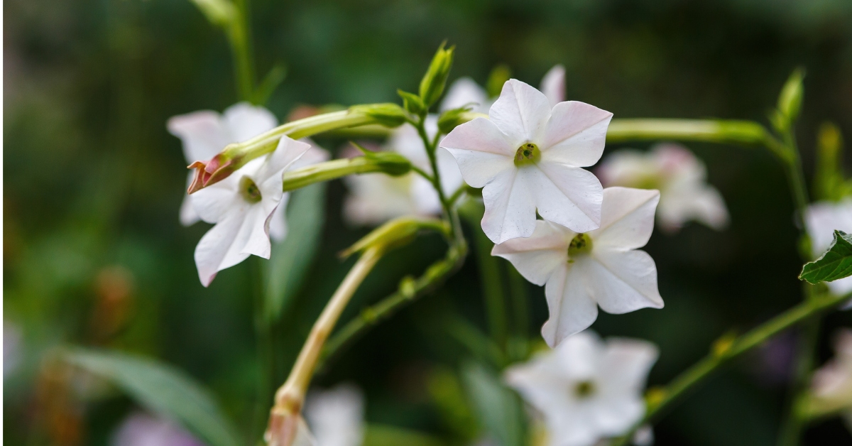 Nicotiana alata