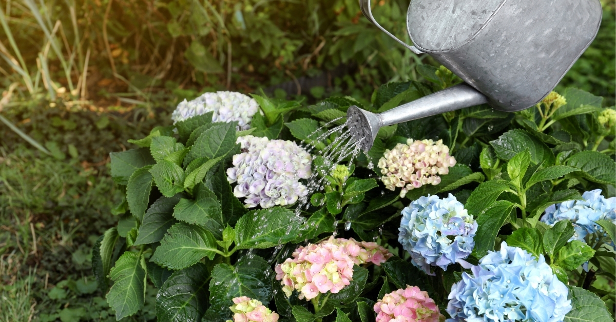 arrosage des hortensias