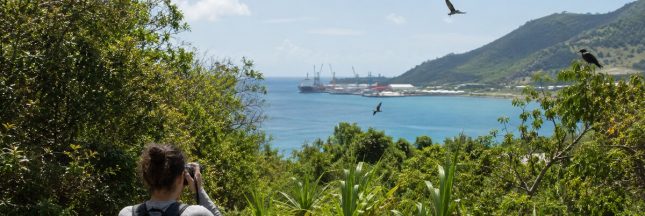 Une scientifique observe les oiseaux d’une île tropicale, avec un port maritime en arrière-plan.