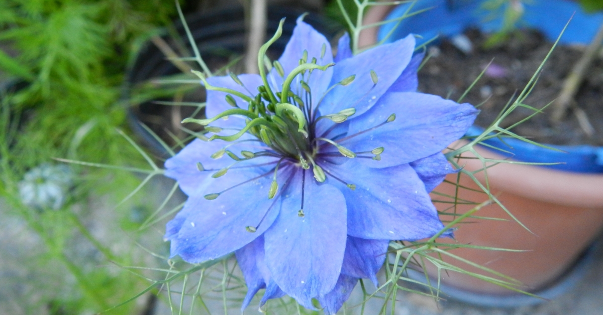 Les fleurs étoilées de la bourrache possèdent une saveur fraîche rappelant le concombre.