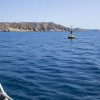 Réchauffement : les poulpes fuient vers le nord, les dauphins mangent des méduses Réchauffement : les poulpes fuient vers le nord, les dauphins mangent des méduses