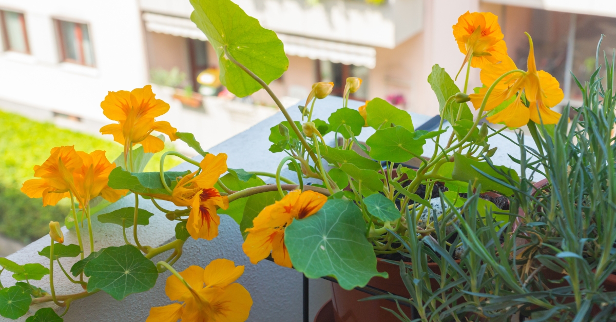 La capucine offre des fleurs colorées au goût légèrement poivré.