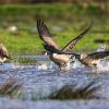 Chasse au gibier d'eau : face à la sécheresse, la LPO réclame un report Chasse au gibier d'eau : face à la sécheresse, la LPO réclame un report