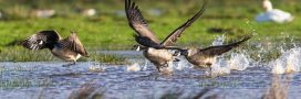 Chasse au gibier d'eau : face à la sécheresse, la LPO réclame un report Chasse au gibier d'eau : face à la sécheresse, la LPO réclame un report